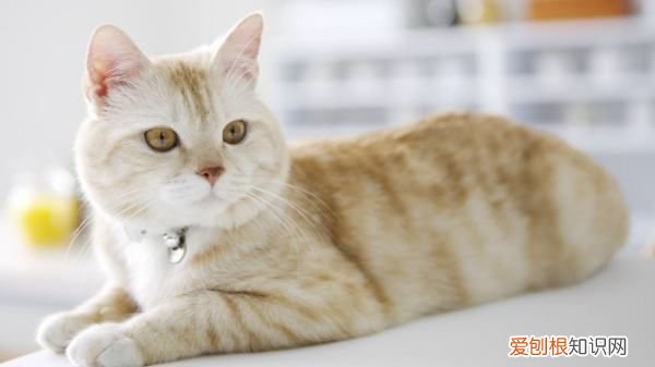 猫吃了纸怎么办，猫咪误食胶带怎么办