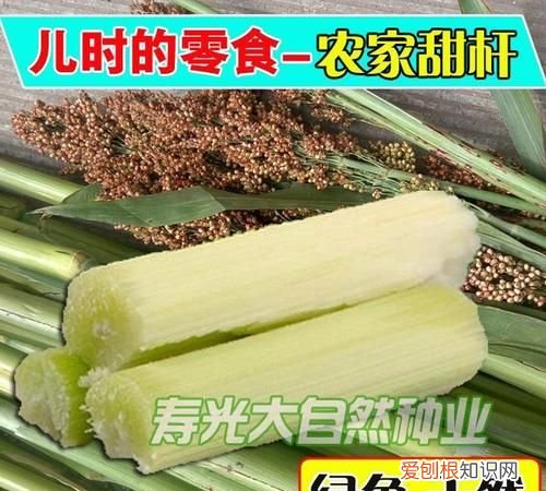 东北甜杆学名叫什么