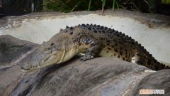 鳄鱼是冷血动物吗，鳄鱼为什么是最凶猛的动物