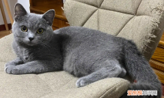 蓝猫是什么猫