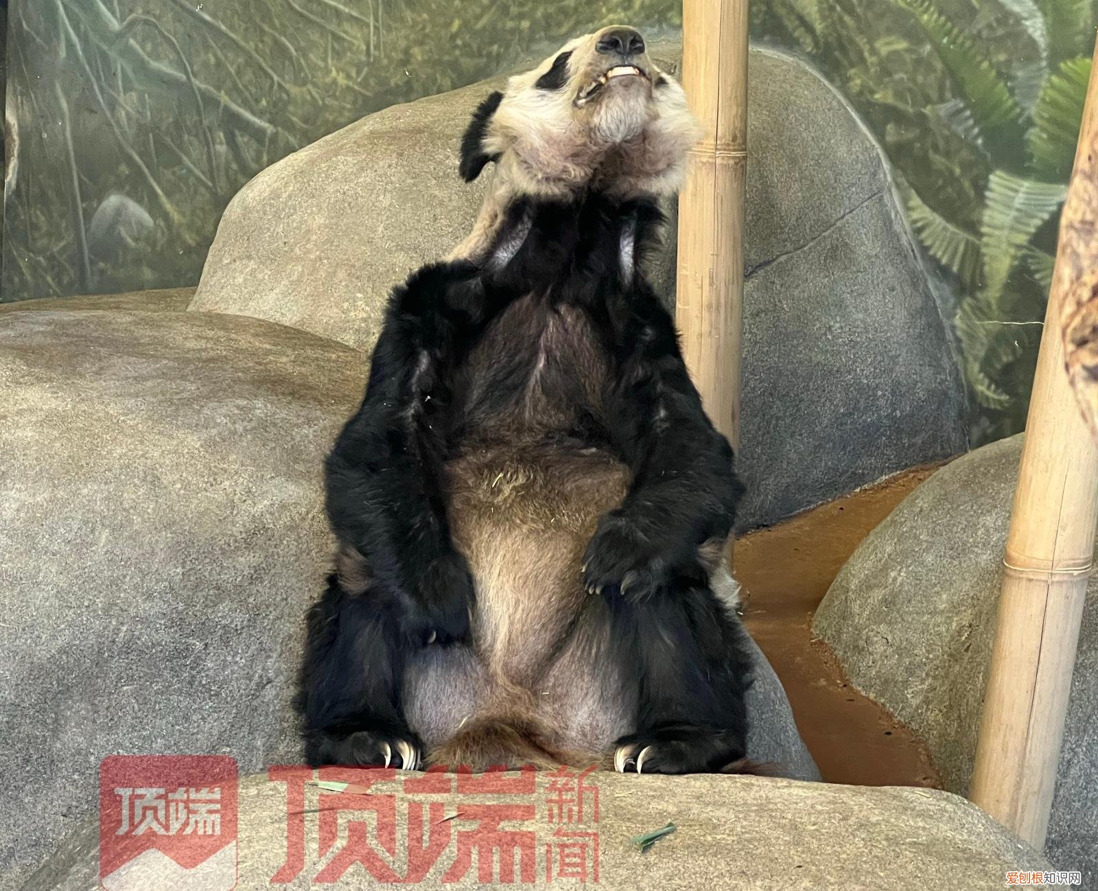 旅美大熊猫“乐乐”离世，知情人：已有专家赴美照看“丫丫”