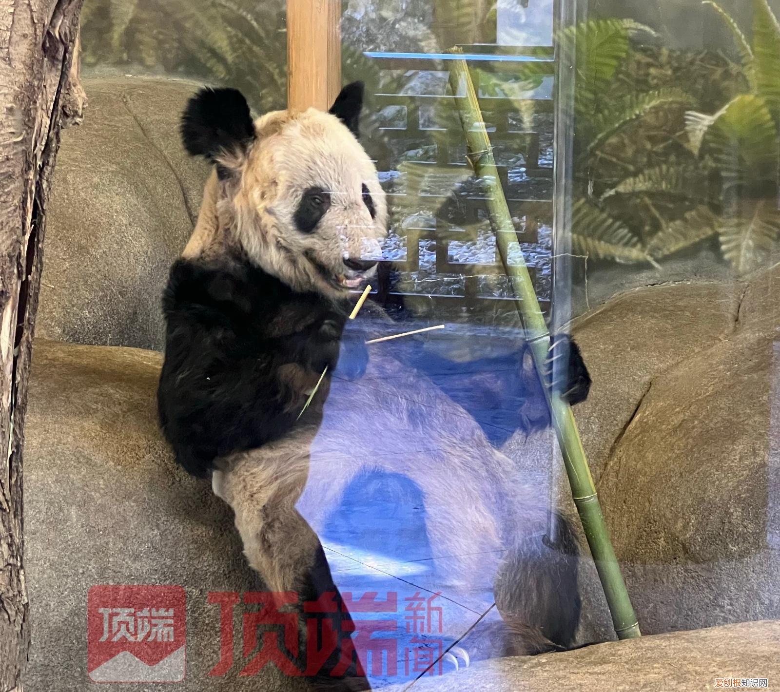 旅美大熊猫“乐乐”离世，知情人：已有专家赴美照看“丫丫”