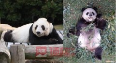 旅美大熊猫“乐乐”离世，知情人：已有专家赴美照看“丫丫”