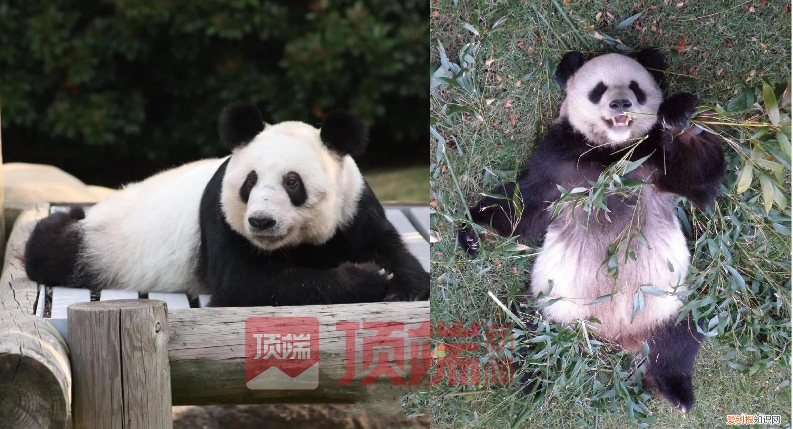 旅美大熊猫“乐乐”离世，知情人：已有专家赴美照看“丫丫”