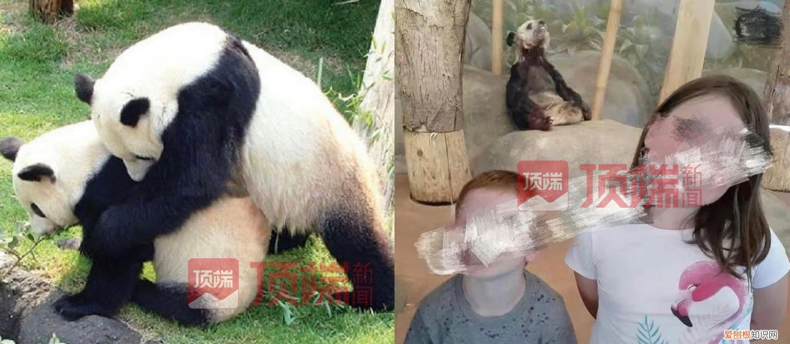 旅美大熊猫“乐乐”离世,知情人:已有专家赴美照看“丫丫”