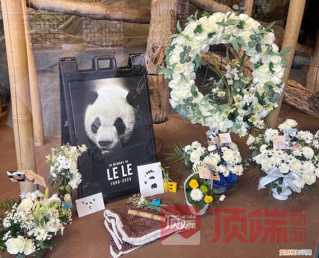 旅美大熊猫“乐乐”离世,知情人:已有专家赴美照看“丫丫”