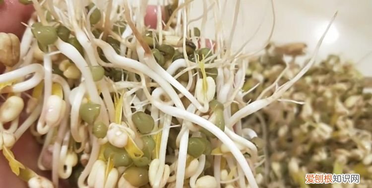 拔豆芽什么意思,方言拔豆芽是什么意思