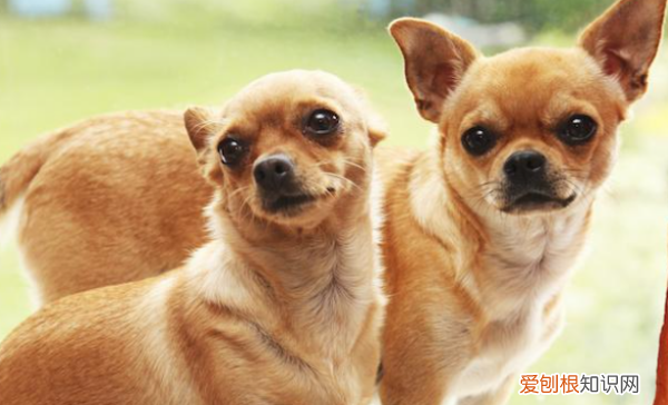 狗很多天没有食欲是什么原因,两个月小狗不吃食是什么原因