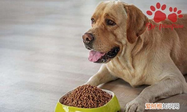 狗很多天没有食欲是什么原因,两个月小狗不吃食是什么原因