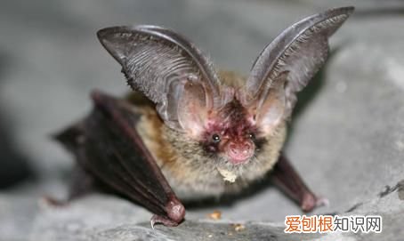 蝙蝠是不是鸟类,喜鹊黄鹂蝙蝠画眉哪一个词语不同类的