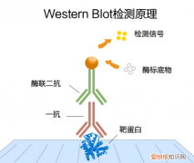 免疫印迹法原理，免疫印记检测法和核酸哪个对艾滋检测准确