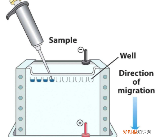 免疫印迹法原理，免疫印记检测法和核酸哪个对艾滋检测准确