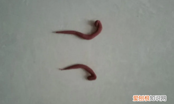 粘土蝴蝶做法图片,蝴蝶用超轻粘土怎么做