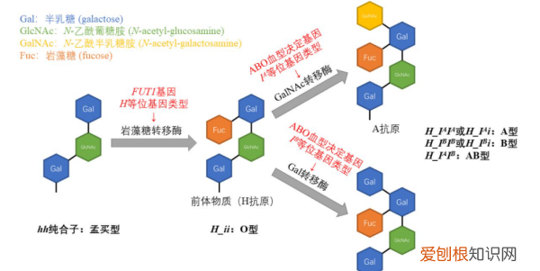 表型是什么意思,基因型和表现型的关系