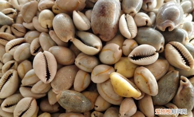 五贝子是什么,五倍子4.0是什么颜色