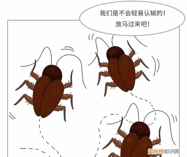 怎么能让蟑螂整窝团灭 灭蟑第一步找准蟑螂巢穴