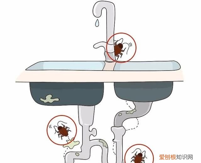怎么能让蟑螂整窝团灭 灭蟑第一步找准蟑螂巢穴