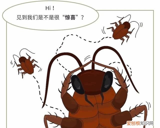怎么能让蟑螂整窝团灭 灭蟑第一步找准蟑螂巢穴