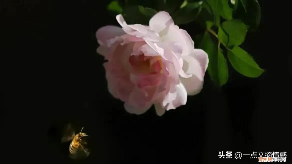 变质的爱情是怎样的