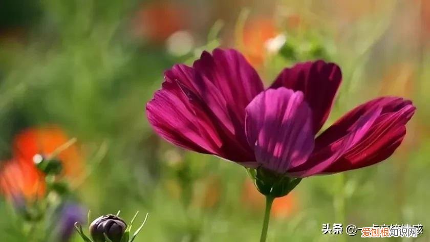 变质的爱情是怎样的