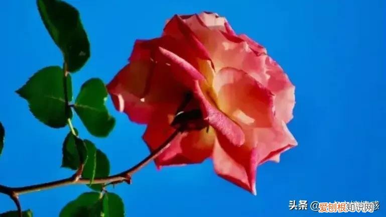 变质的爱情是怎样的