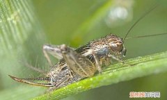 为什么刚抓的蛐蛐不叫，什么声音能吓走在叫的蟋蟀