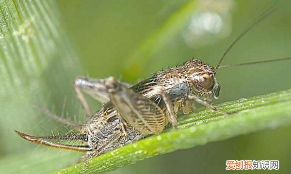 为什么刚抓的蛐蛐不叫,什么声音能吓走在叫的蟋蟀