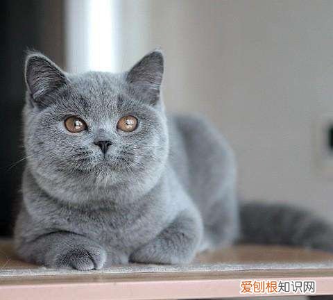 为什么猫不吃猫草,猫猫一定要吃猫草吗