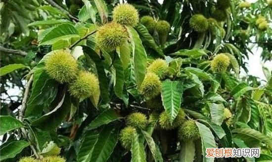 板栗发芽有没有曲霉素,防治果树主要病害用哪些生物杀菌剂