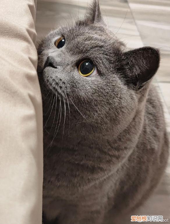 130多万美元的“黄金厕纸”含有22k黄金？