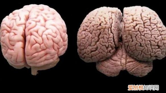 130多万美元的“黄金厕纸”含有22k黄金？