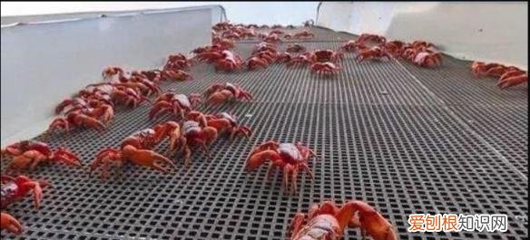 130多万美元的“黄金厕纸”含有22k黄金?