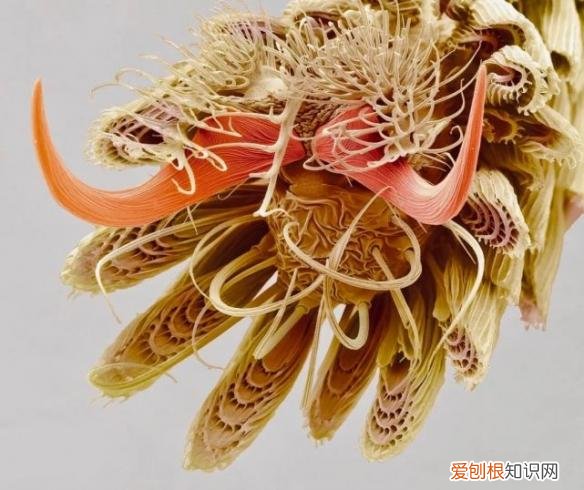 130多万美元的“黄金厕纸”含有22k黄金？