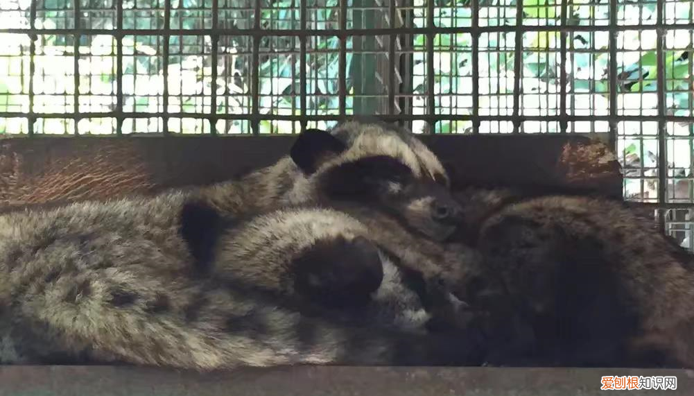 猫屎咖啡：咖啡中的贵族