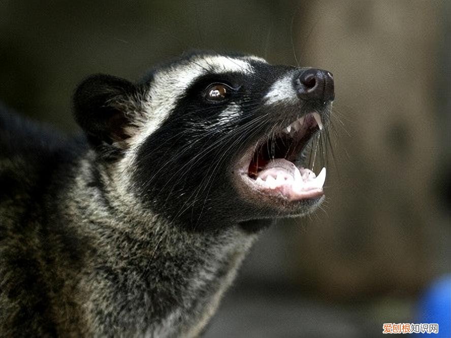 猫屎咖啡：咖啡中的贵族