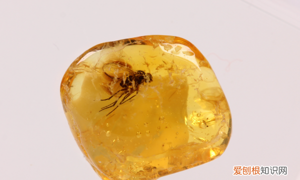 四年级第五课琥珀是怎么形成的，四年级下册语文琥珀形成的过程