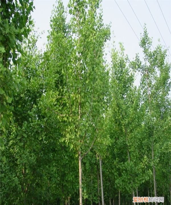 为什么银杏树长得很慢,银杏树为什么可以活那么长时间