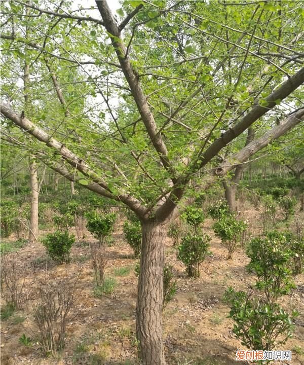 为什么银杏树长得很慢,银杏树为什么可以活那么长时间