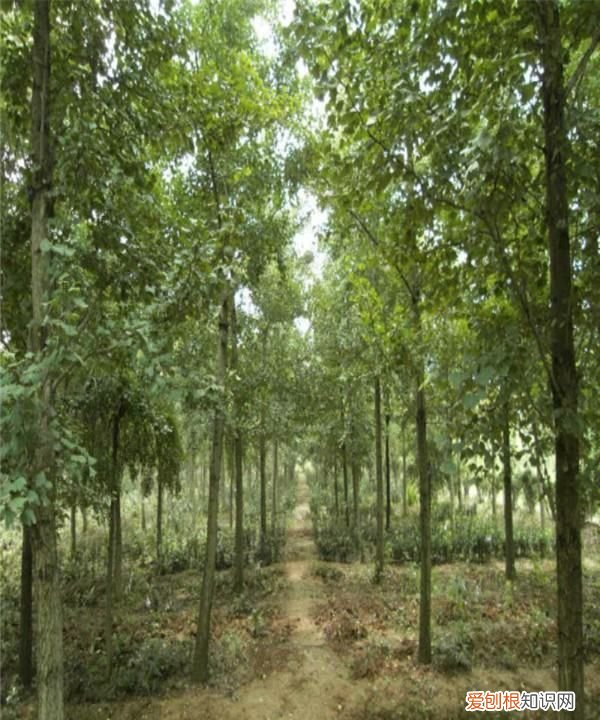 为什么银杏树长得很慢,银杏树为什么可以活那么长时间