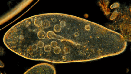 穿上这款薄如杜蕾斯的冰感内裤,享受急速降温体验