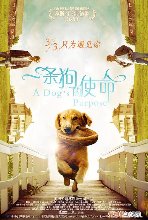 关于狗狗的电影，你看过哪几部？每部都是催人泪下