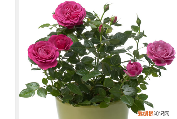 玫瑰花北方可以种植,东北适合种植玫瑰花吗