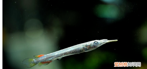水针鱼如何饲养,水银针鱼吃什么