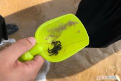 海边的小螃蟹怎么养，海边抓的小螃蟹怎么养很小很小的螃蟹