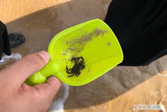 海边的小螃蟹怎么养,海边抓的小螃蟹怎么养很小很小的螃蟹