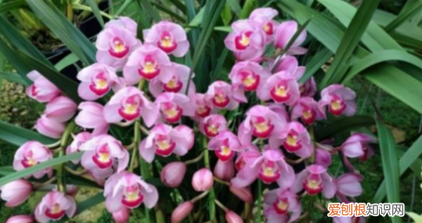 大花蕙兰来年还开花吗，大花蕙兰开花后第二年还能开花