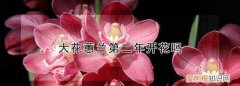 大花蕙兰来年还开花吗，大花蕙兰开花后第二年还能开花