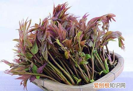 红香椿有什么功效,香椿为什么有红的有绿的