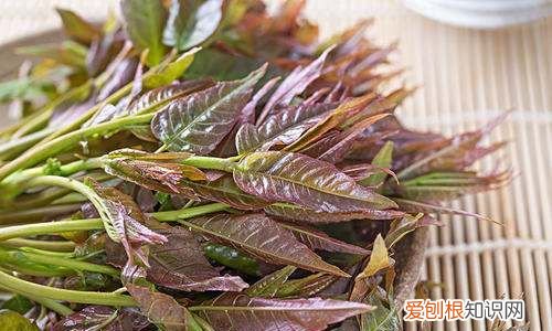 红香椿有什么功效,香椿为什么有红的有绿的