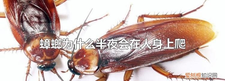 蟑螂一般躲在什么地方，蟑螂喜欢生活在什么地方